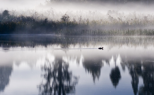 Duck at Lake Matheson